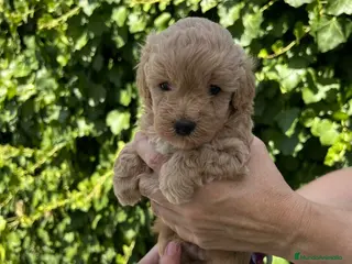 Maltipoo perros maltipoo - Anuncio 1