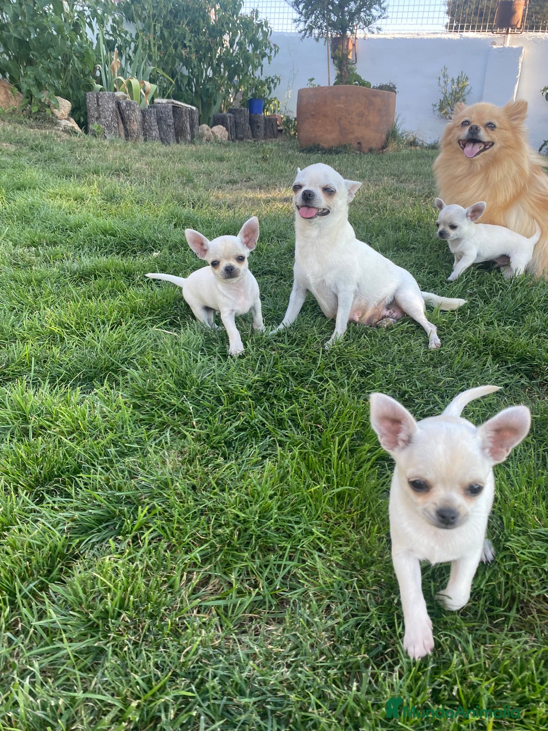 Chihuahua perros en venta: ÚLTIMOS 3 MACHOS - Imagen 4