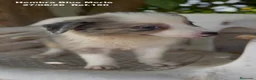 Border Collie perros en venta: Border Collie Hembra Blue Merle - Anuncio 11