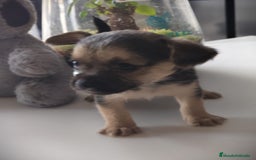 Raza Mixta perros en venta: Cachorro Toy  - Anuncio 12