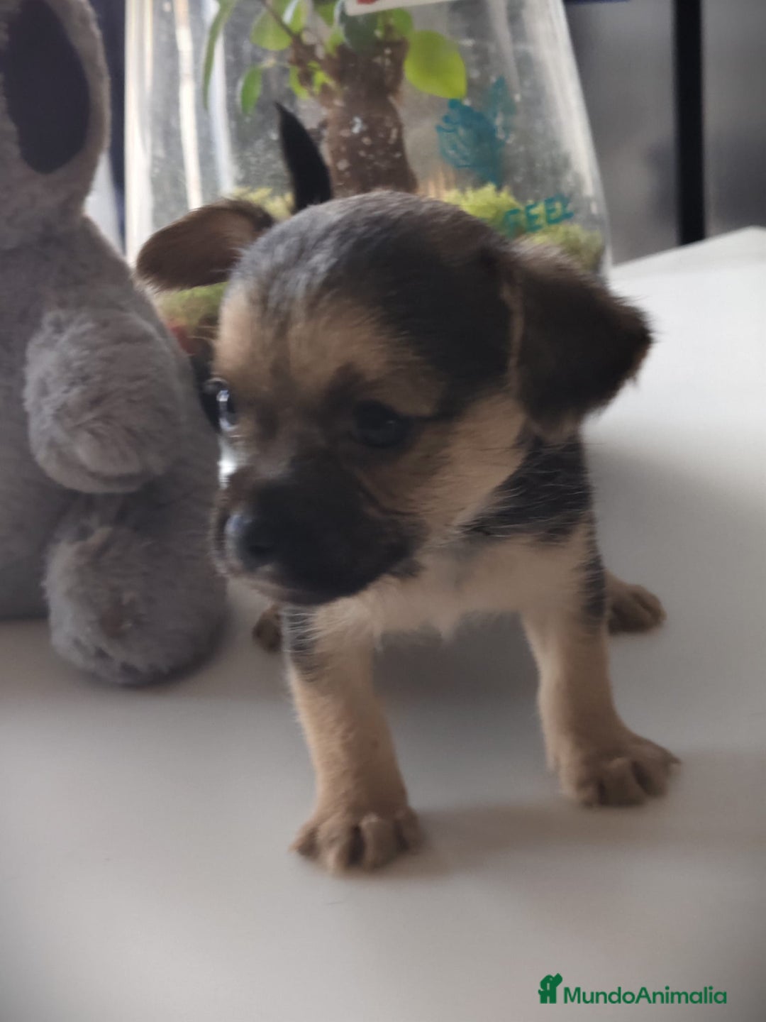 Raza Mixta perros en venta: Cachorro Toy  - Anuncio 12