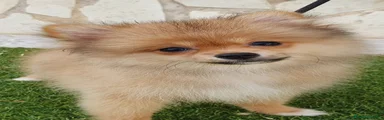 Pomerania Cachorro 5