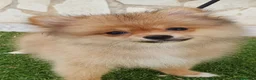 Pomerania perros en venta: Pomerania Toy Top  - Anuncio 3