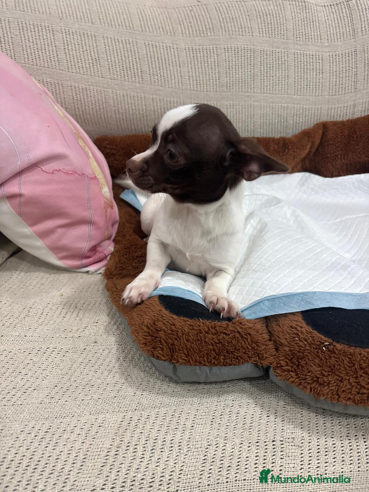 Chihuahua perros Chihuahua hembra - Anuncio 1