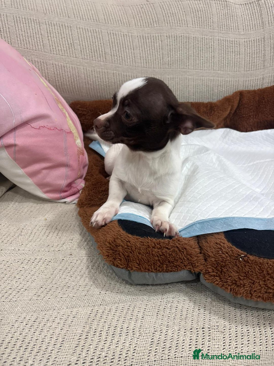 Chihuahua perros en venta: Chihuahua hembra - Anuncio 1