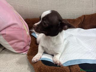 Chihuahua perros Chihuahua hembra - Anuncio 3