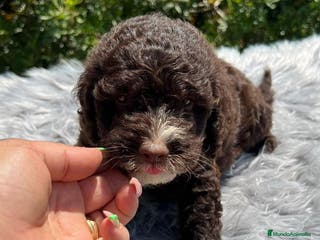 Perro de Agua Español perros PERRO DE AGUA ESPAÑOL - Anuncio 15