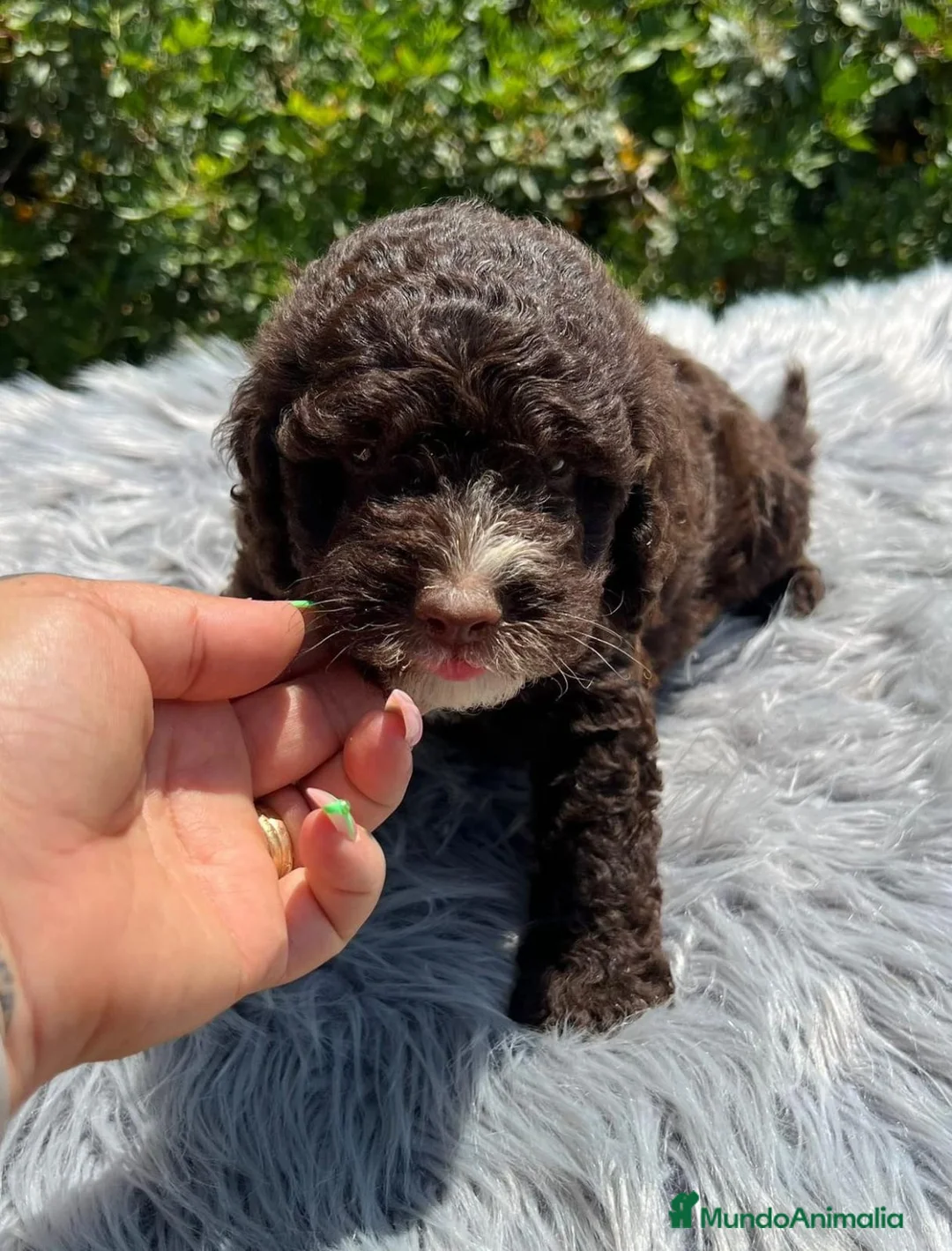 Perro de Agua Español perros en venta: PERRO DE AGUA ESPAÑOL - Anuncio 1