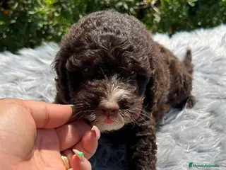 Perro de Agua Español perros PERRO DE AGUA ESPAÑOL - Anuncio 20