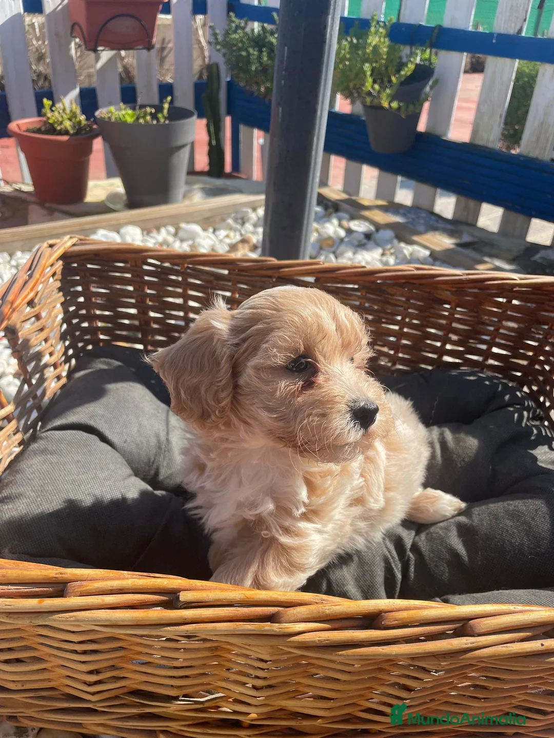Maltipoo perros en venta: Cachorros Maltipoo  - Anuncio 2