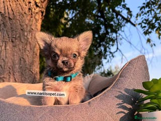 Chihuahua perros CHIHUAHUA PELO LARGO HEMBRA - Anuncio 4