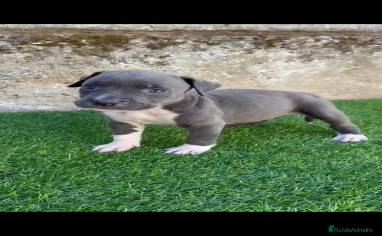 American Staffordshire-Terrier perros - Anuncio 1