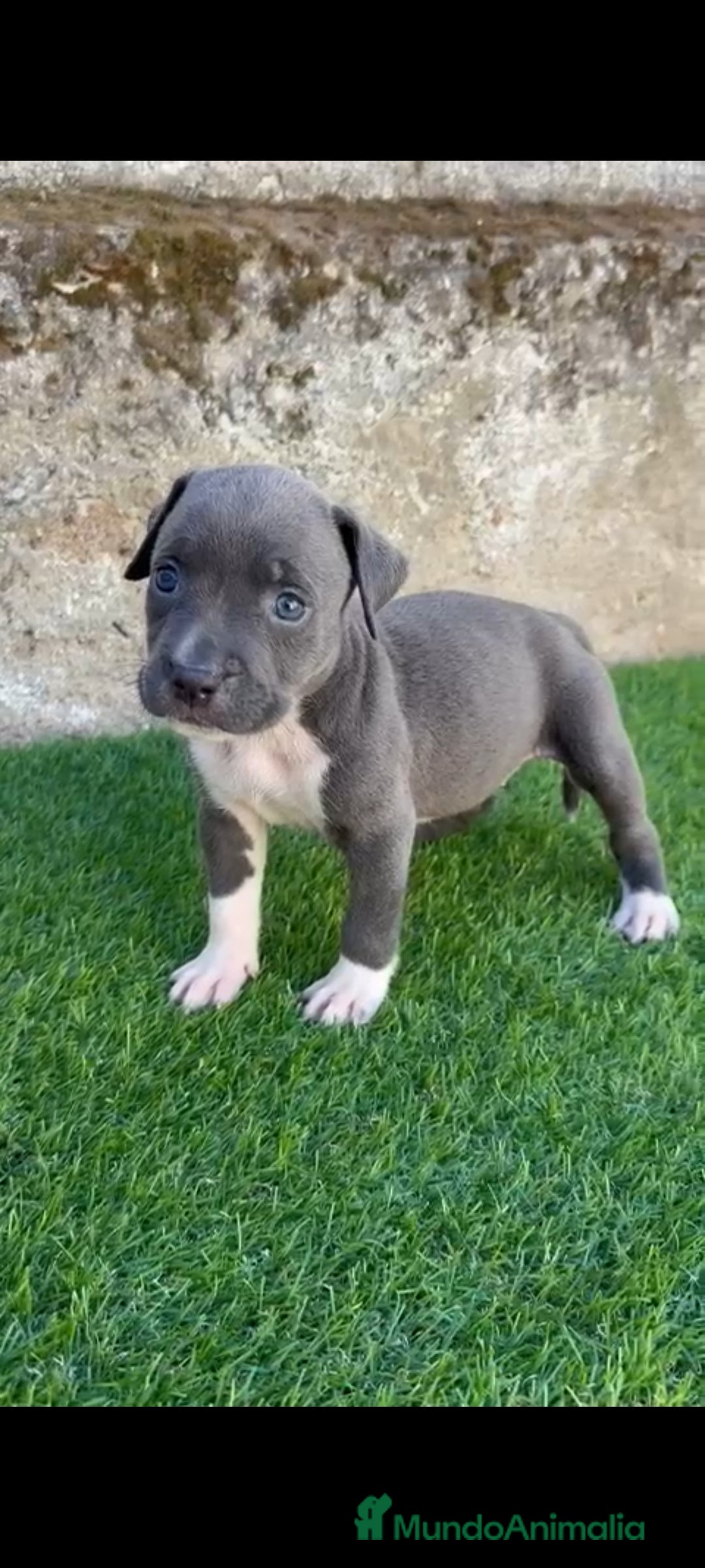 American Staffordshire-Terrier perros en venta: American Stanford  - Imagen 1