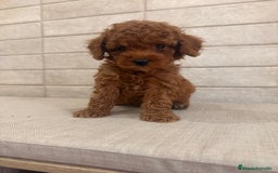 Caniche Toy perros en venta: CANICHE TOY  - Imagen 2