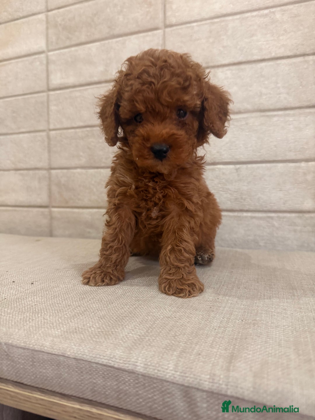 Caniche Toy perros en venta: CANICHE TOY  - Imagen 2