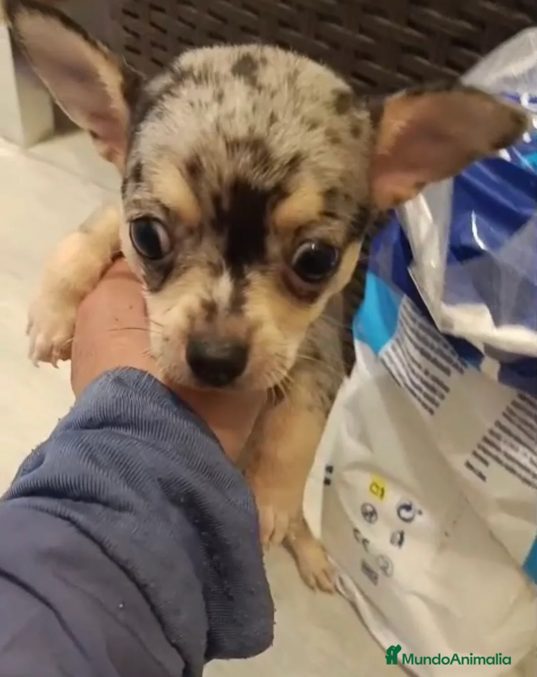 Chihuahua perros en venta: Chihuahua merle macho🐶🐾🩵 en Sevilla - Anuncio 2