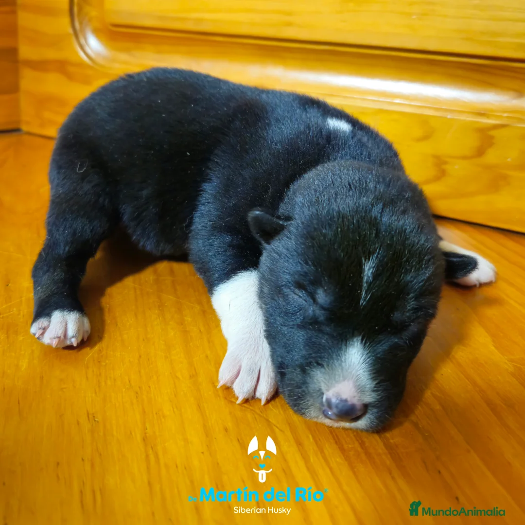 Husky Siberiano perros en venta: CACHORROS Siberian Husky Agouti. en Ourense - Anuncio 11