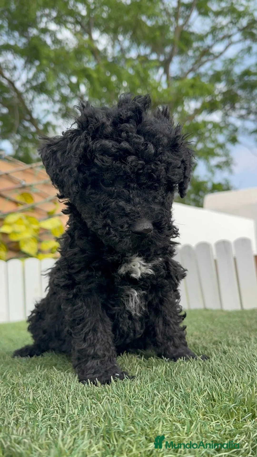 Perro de Agua Español perros en venta: PERRO DE AGUA ESPAÑOL - Anuncio 1