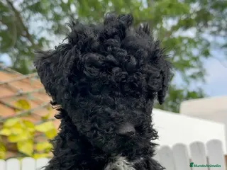 Perro de Agua Español perros PERRO DE AGUA ESPAÑOL - Anuncio 13