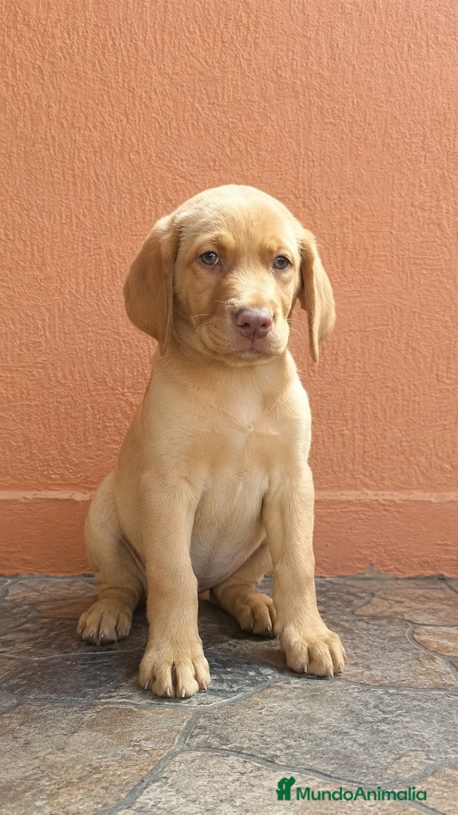 Labrador Retriever perros Última labradora dorada!!🐶🐾 - Anuncio 3