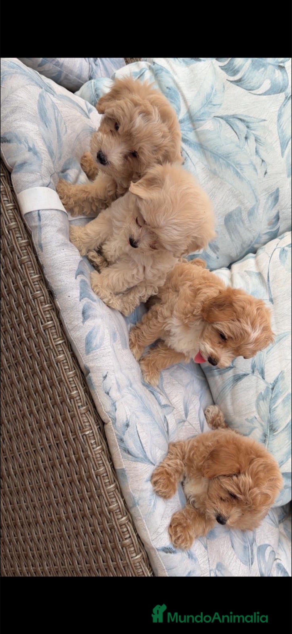 Maltipoo perros Maltipoo disponibles  - Anuncio 2