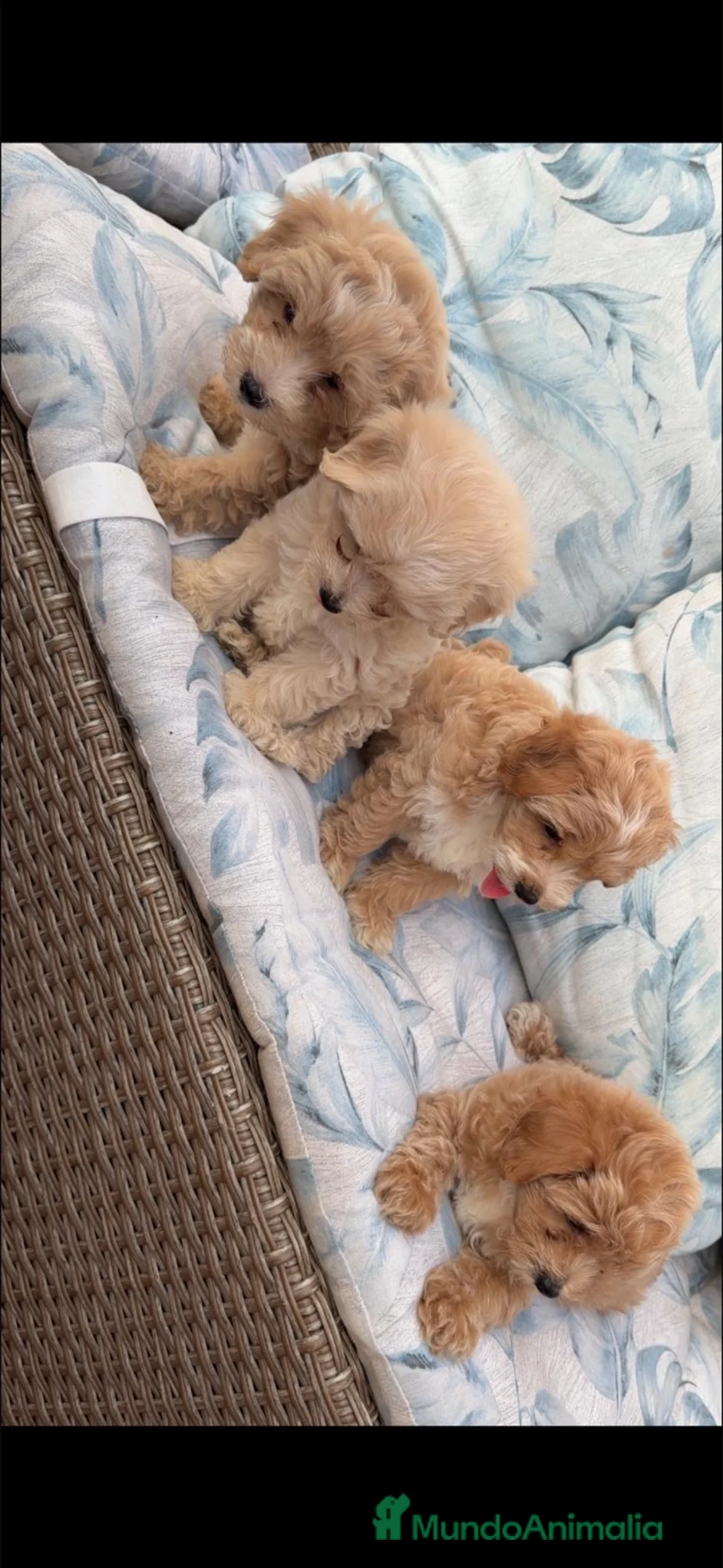 Maltipoo perros en venta: Maltipoo disponibles  - Anuncio 1
