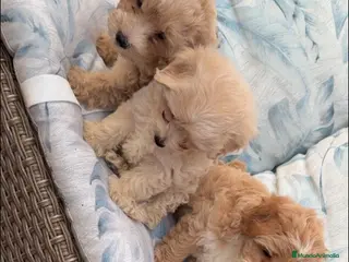 Maltipoo perros Maltipoo disponibles - Anuncio 2