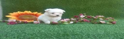 Bichón Maltés perros en venta: PRECIOSOS BICHON MALTES  - Anuncio 2