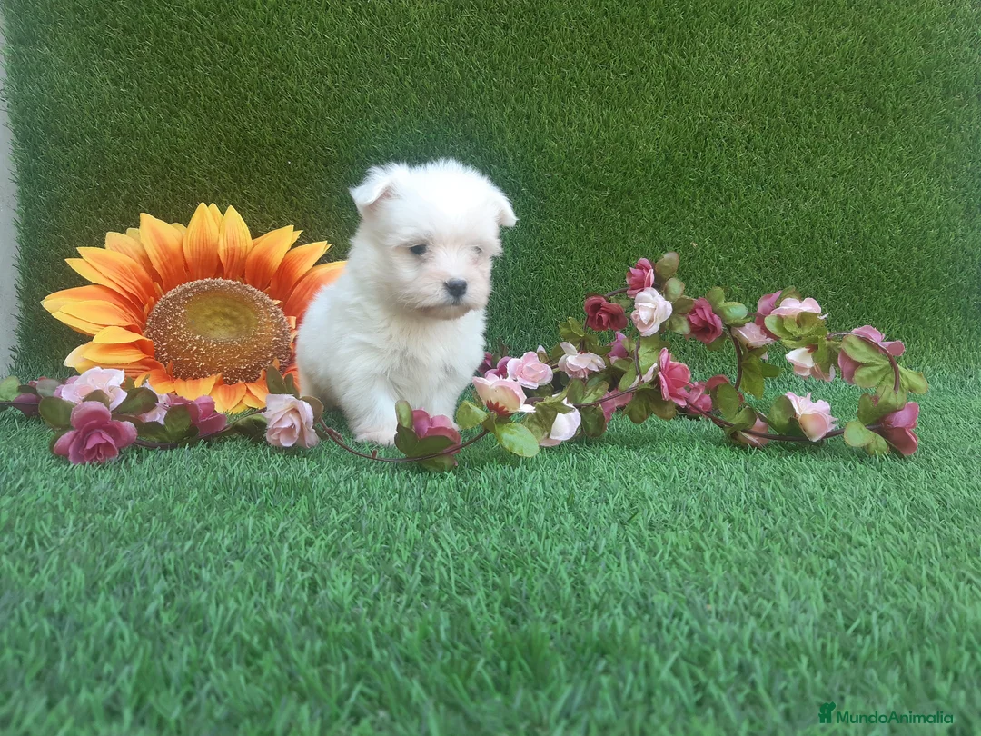 Bichón Maltés perros en venta: PRECIOSOS BICHON MALTES  - Anuncio 2