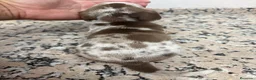 Teckel Miniatura perros en venta: TECKEL ARLEQUIN CHOCOLATE PIEBALD - Anuncio 4