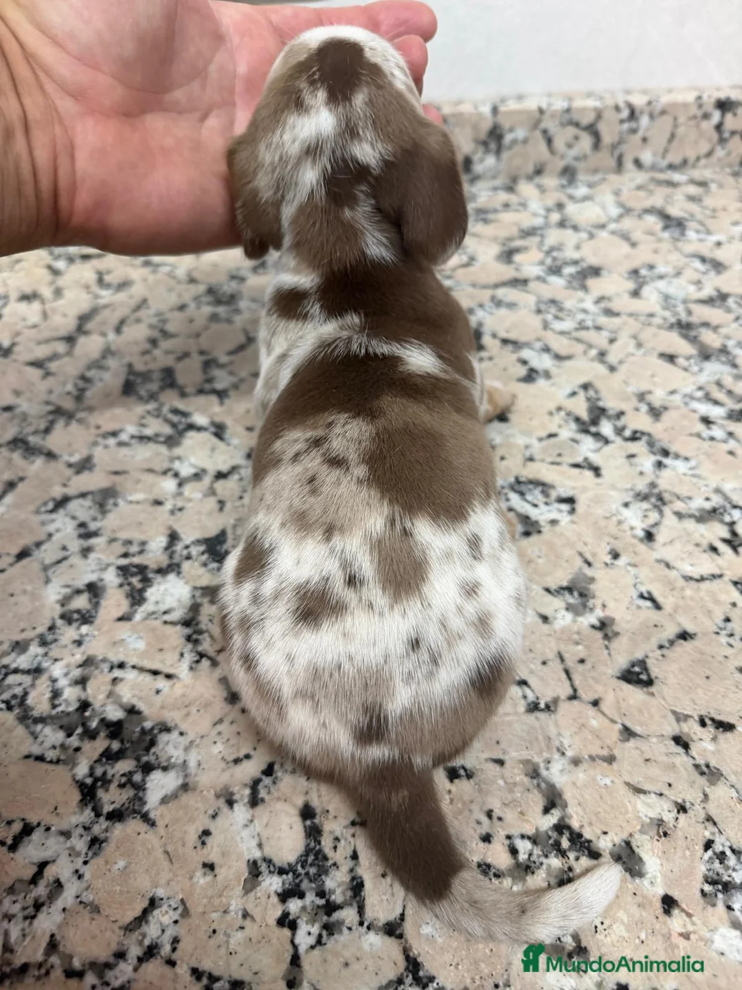 Teckel Miniatura perros en venta: TECKEL ARLEQUIN CHOCOLATE PIEBALD - Anuncio 4