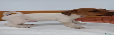 Jack Russell Terrier Cachorro 2
