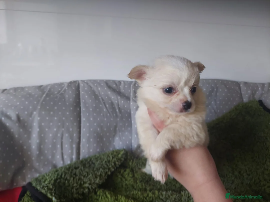 Chihuahua perros en venta: CHIHUAHUA MACHO PELO LARGO EXCLUSIVO  - Anuncio 4