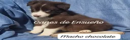 Border Collie perros en venta: Border collie  - Anuncio 2