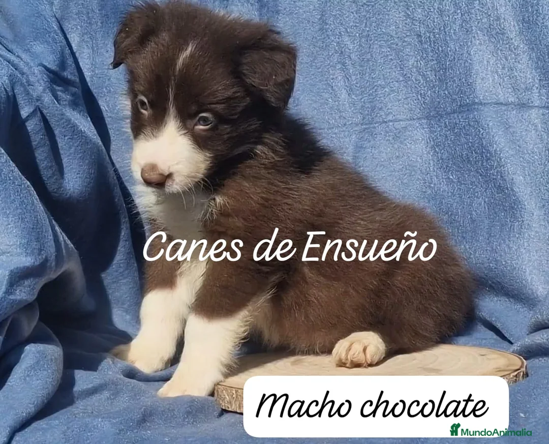 Border Collie perros en venta: Border collie  - Anuncio 2