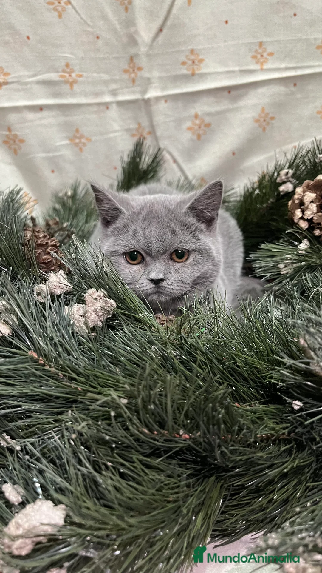 Británico de Pelo Corto gatos en venta: British Shorthair - camada disponible (4 meses) - Anuncio 3