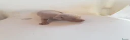 Ratón de Praga perros en venta: Cachorro de ratón de Praga  - Anuncio 8