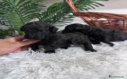 Caniche Toy perros en venta: CANICHE TOY - Imagen 5