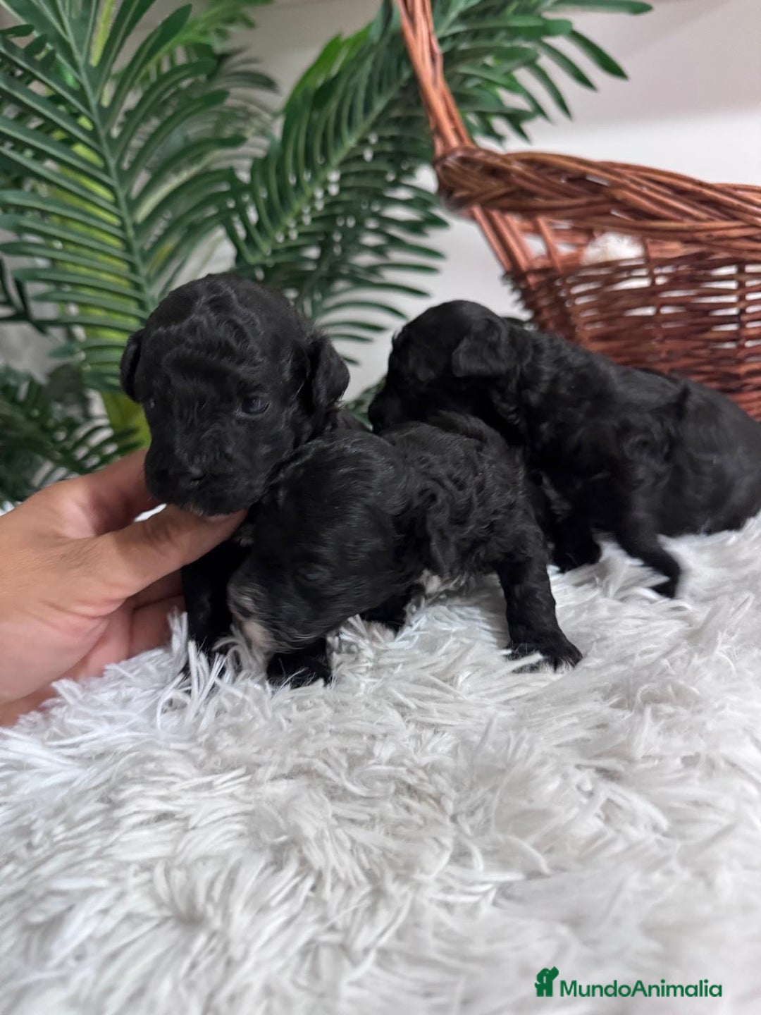 Caniche Toy perros en venta: CANICHE TOY - Imagen 5