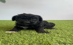 Perro de Agua Español perros en venta: PERRO DE AGUA ESPAÑOL HEMBRA - Imagen 5