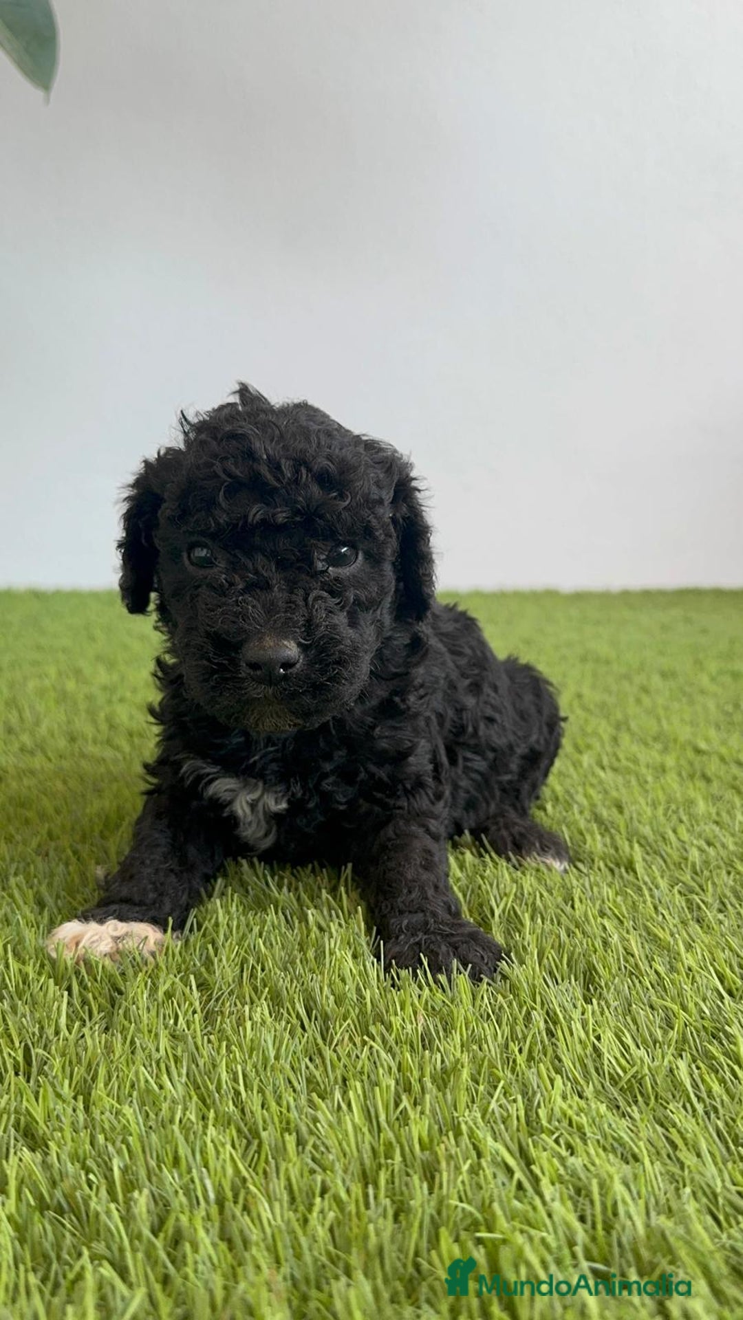 Perro de Agua Español perros en venta: PERRO DE AGUA ESPAÑOL HEMBRA - Imagen 5