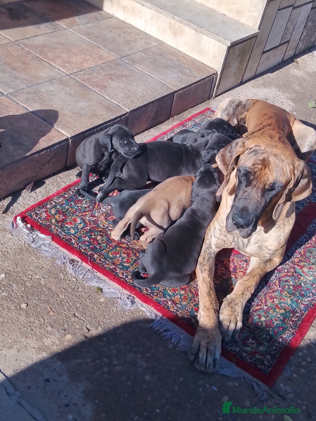 Dogo Alemán perros en venta: Cachorros de Dogo Alemán  - Anuncio 3