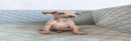 Pequeño Lebrel Italiano perros en venta: GALGO ENANO ITALIANO  - Anuncio 4