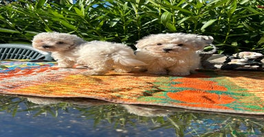 Maltipoo perros - Anuncio 11