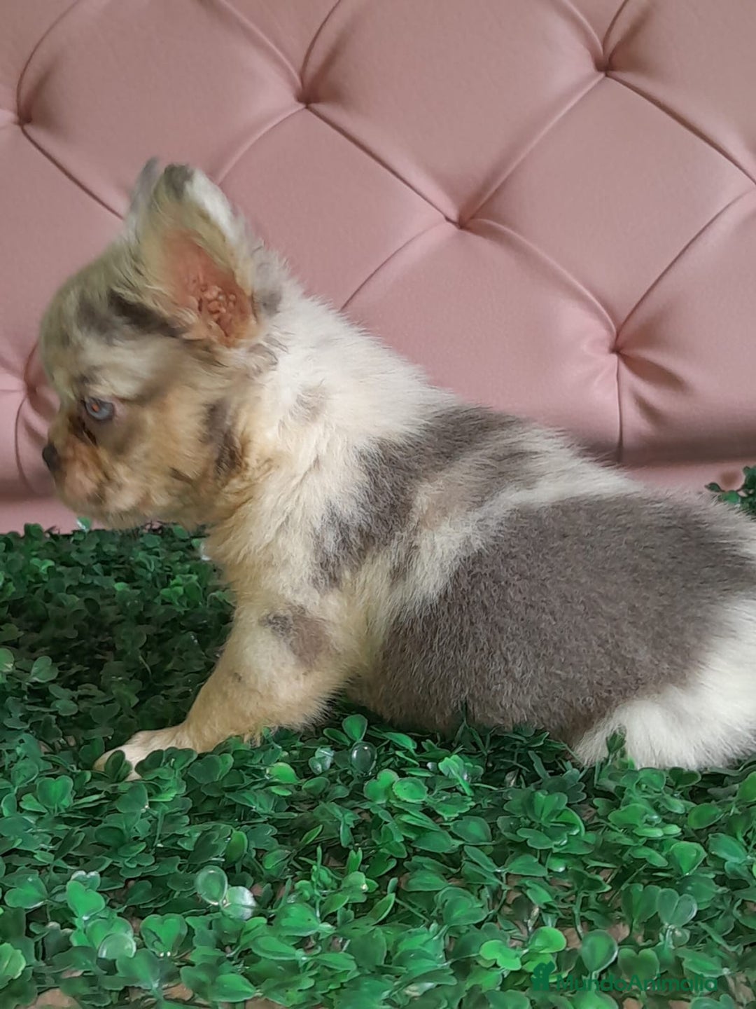 Bulldog Francés perros en venta: Bulldog francés Fluffy - Anuncio 3