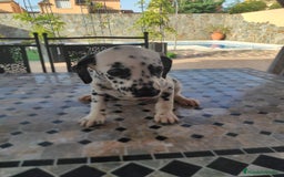 Dálmata perros en venta: Dálmata !! - Imagen 3