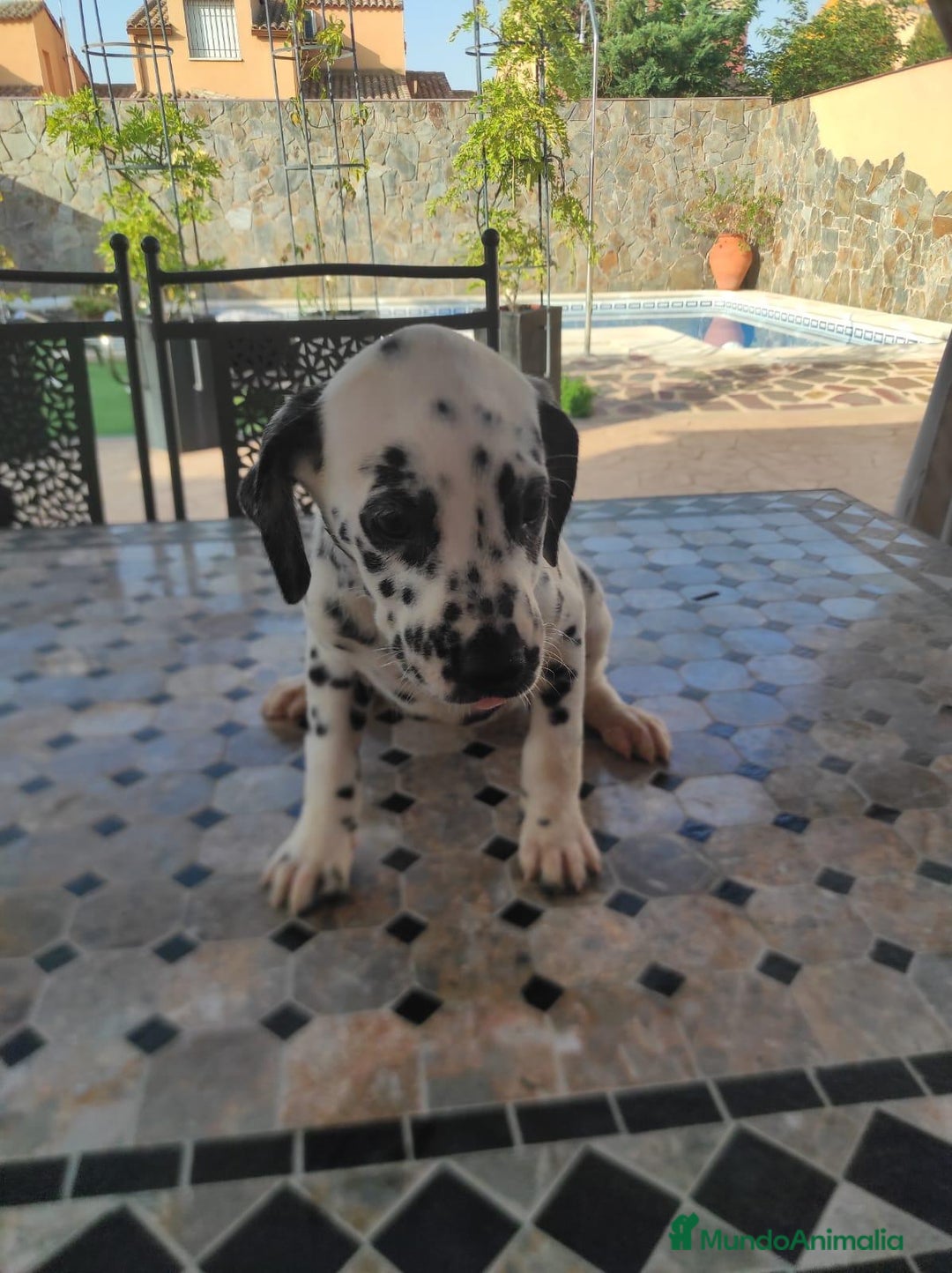 Dálmata perros en venta: Dálmata !! - Imagen 3