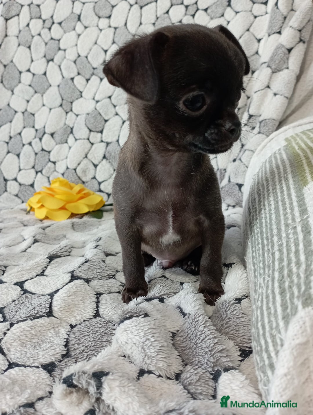 Chihuahua perros en venta: Chihuahua toy colores exóticos pelo largo y corto  - Anuncio 5