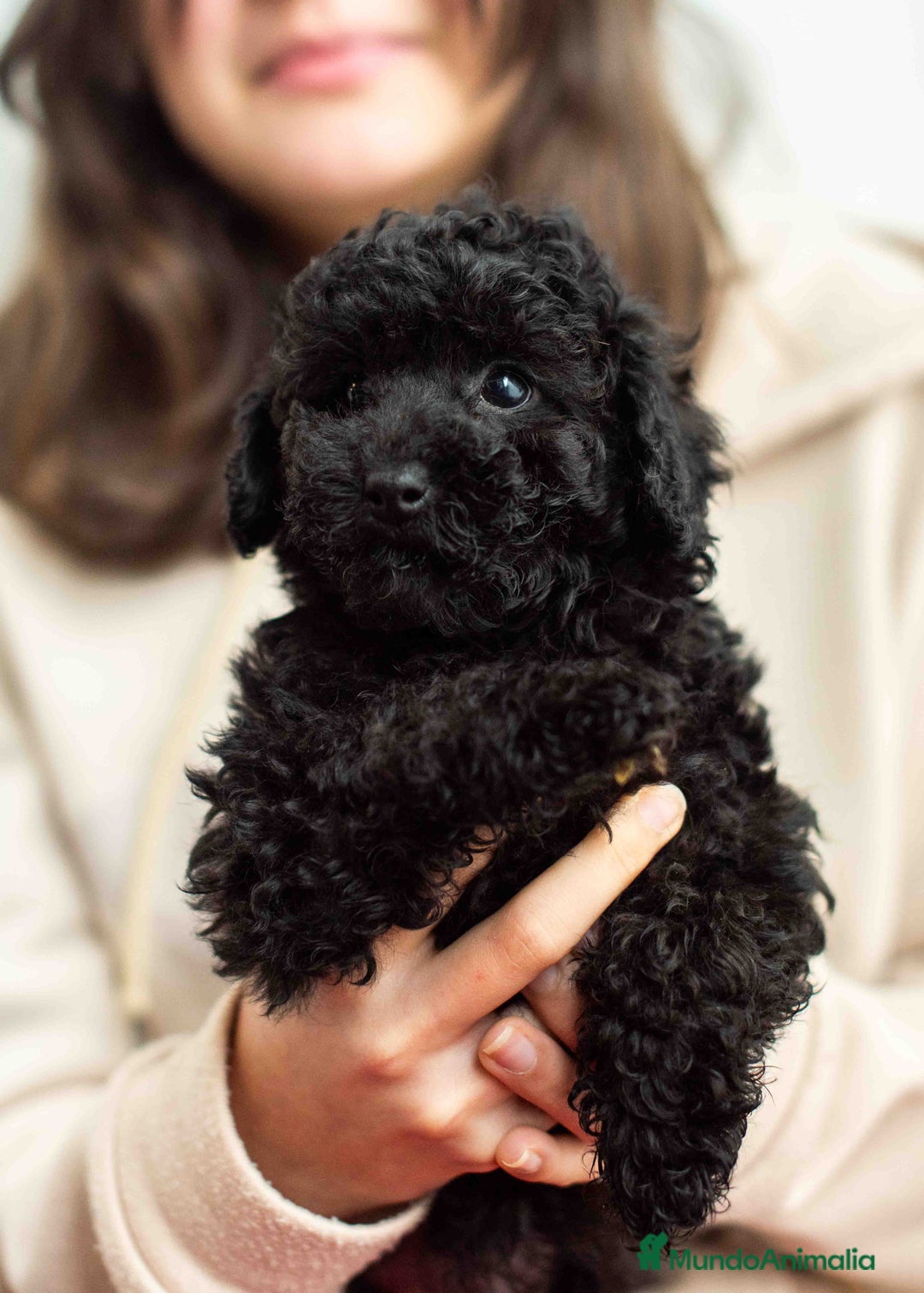 Caniche Toy perros en venta: Caniches negros - Anuncio 20