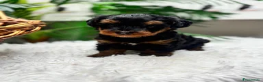 Maltipoo 1